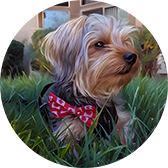 Lucky Pups Club Portage La Prairie Manitoba Pet Care Services Dog Boarding