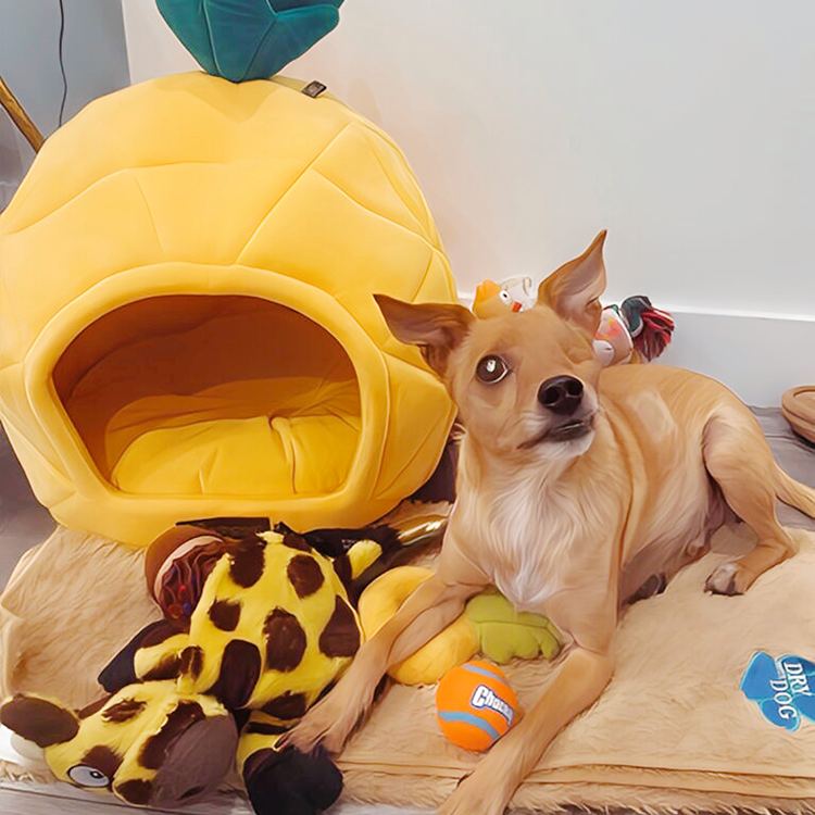 Lucky Pups Club safe in-home dog care with no big dogs or children present