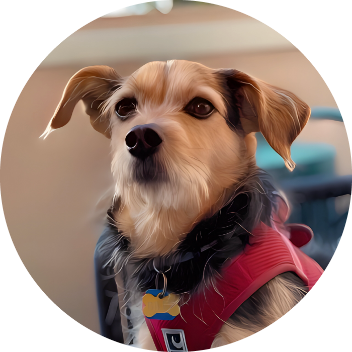 Lucky Pups Club Portage La Prairie Manitoba Pet Care Services Dog Boarding