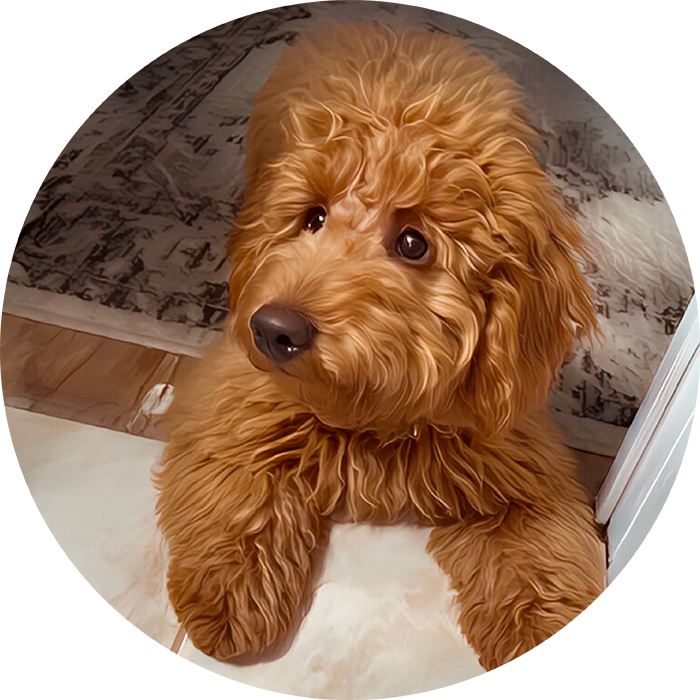 Lucky Pups Club Portage La Prairie Manitoba Pet Care Services Dog Boarding