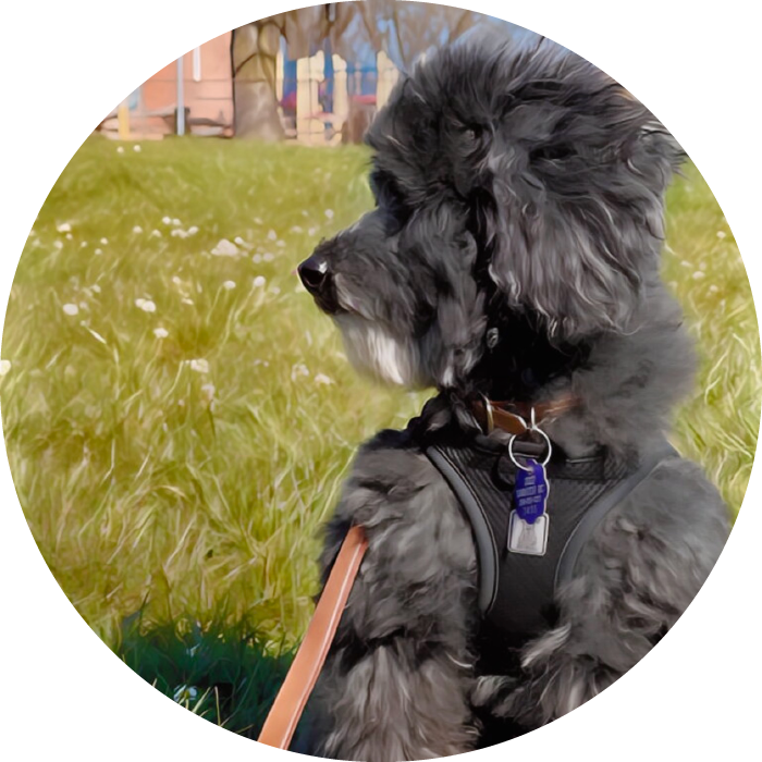 Lucky Pups Club Portage La Prairie Manitoba Pet Care Services Dog Boarding