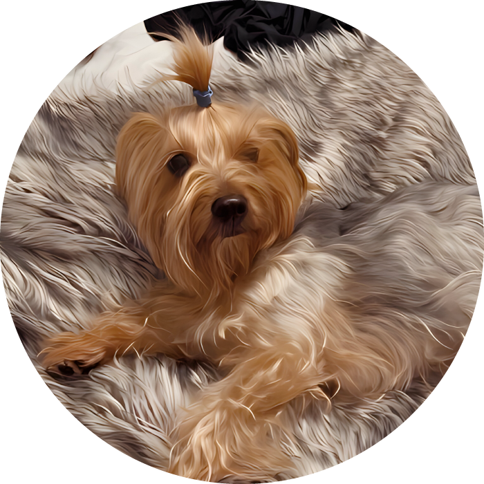 Lucky Pups Club Portage La Prairie Manitoba Pet Care Services Dog Boarding
