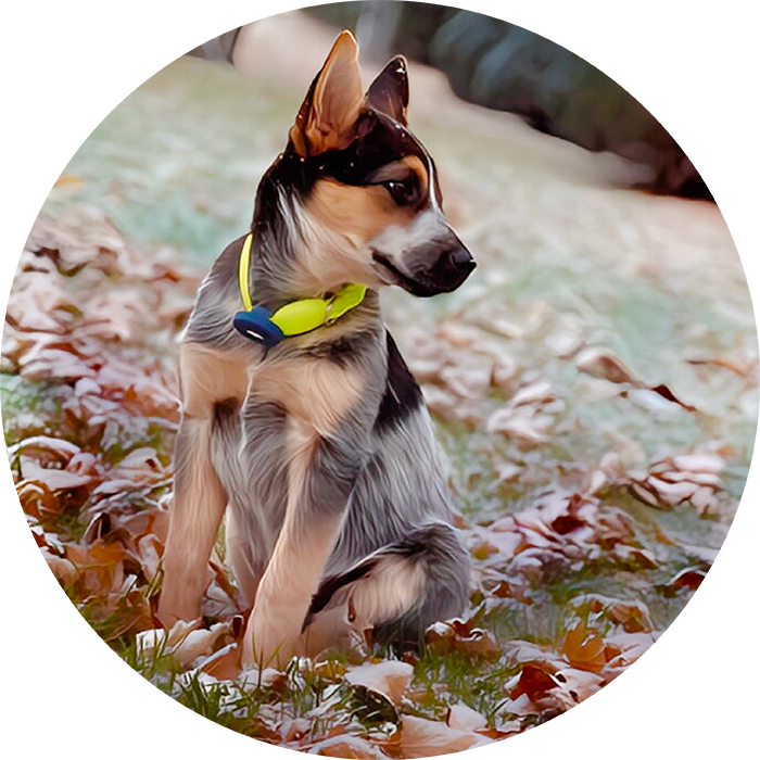 Lucky Pups Club Portage La Prairie Manitoba Pet Care Services Dog Boarding