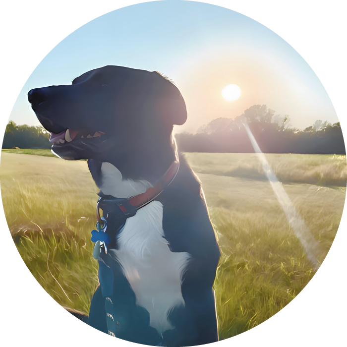Lucky Pups Club Portage La Prairie Manitoba Pet Care Services Dog Boarding