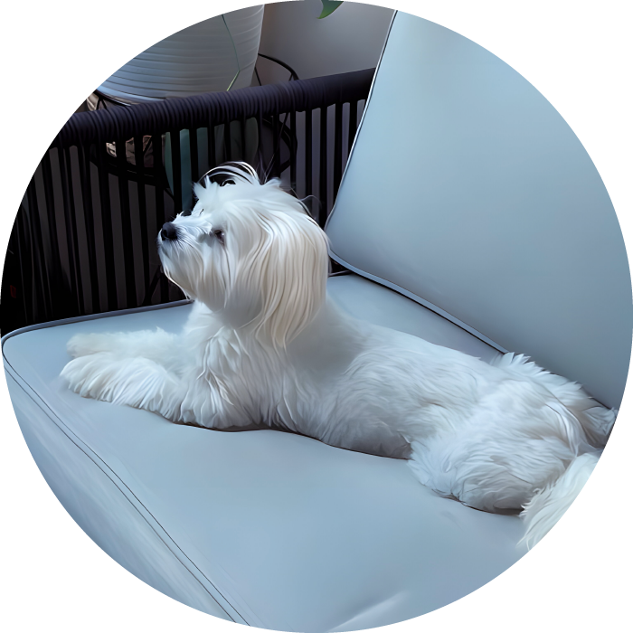 Lucky Pups Club Portage La Prairie Manitoba Pet Care Services Dog Boarding
