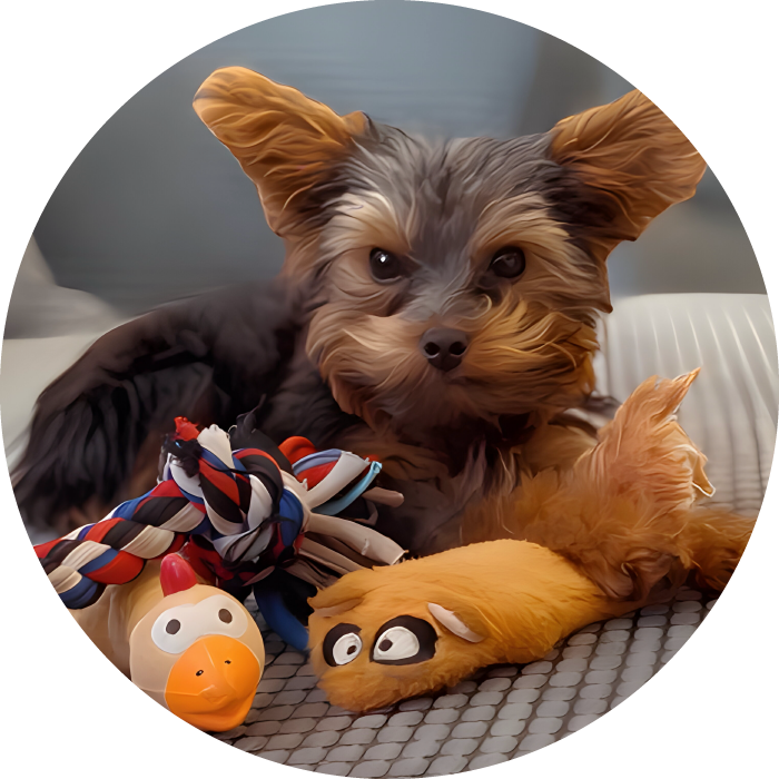 Lucky Pups Club Portage La Prairie Manitoba Pet Care Services Dog Boarding