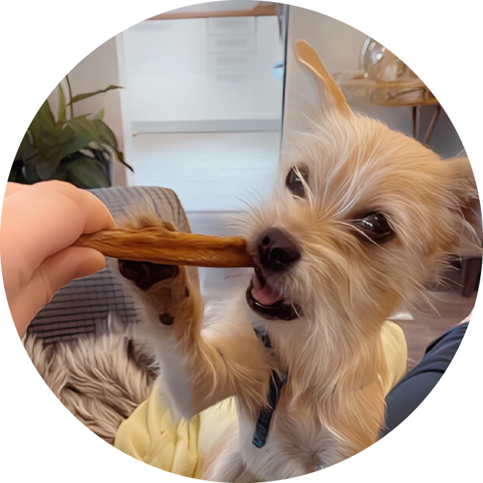 Lucky Pups Club Portage La Prairie Manitoba Pet Care Services Dog Boarding