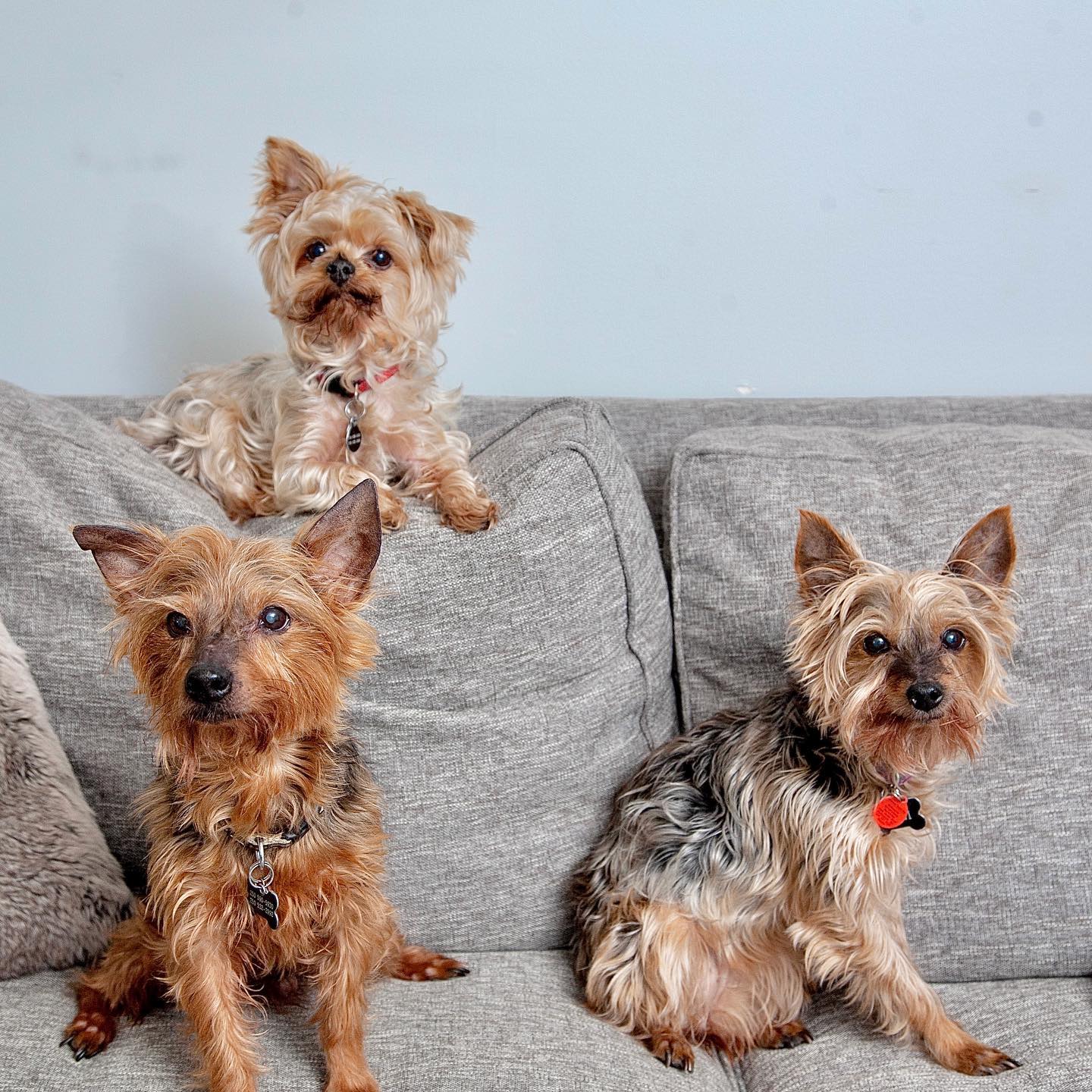 Lucky Pups Club Portage La Prairie Manitoba Pet Care Services Dog Boarding