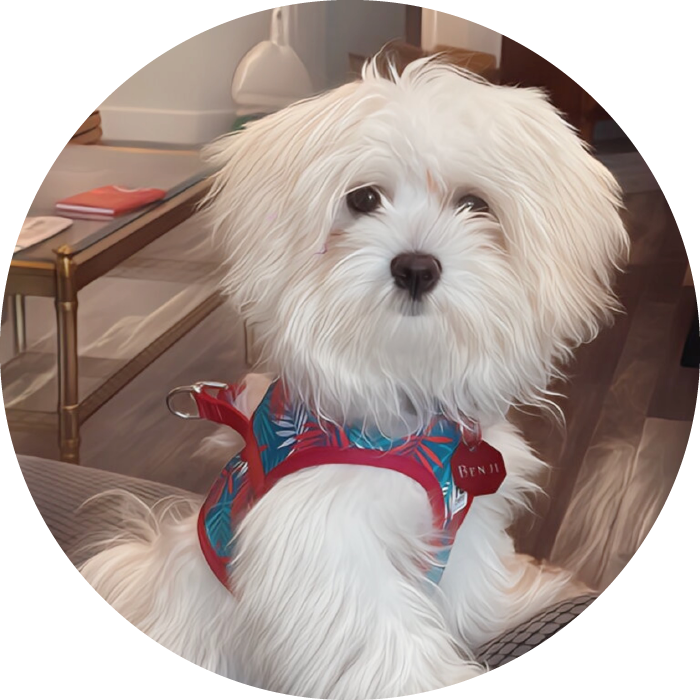 Lucky Pups Club Portage La Prairie Manitoba Pet Care Services Dog Boarding 