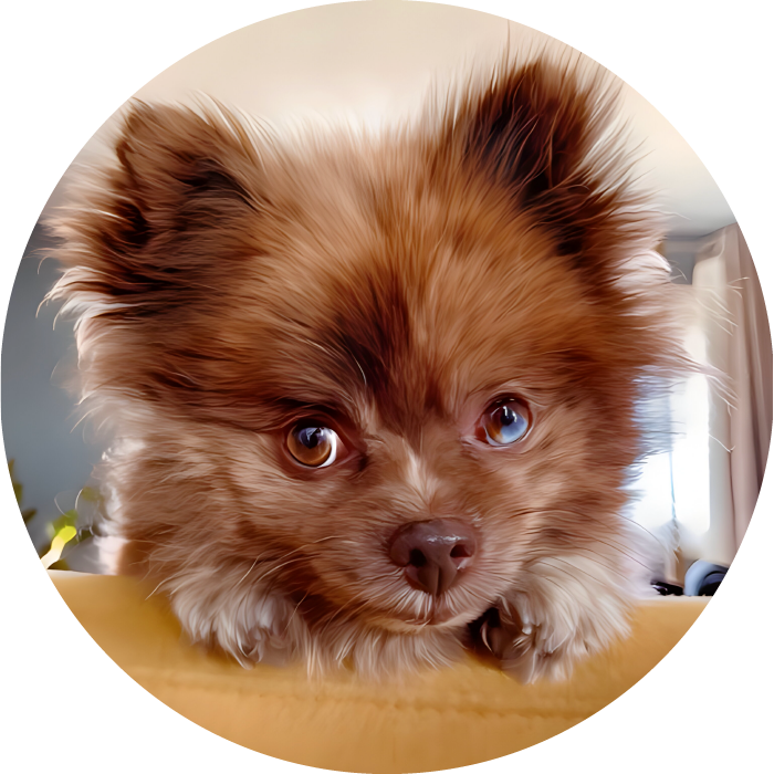 Lucky Pups Club Portage La Prairie Manitoba Pet Care Services Dog Boarding 