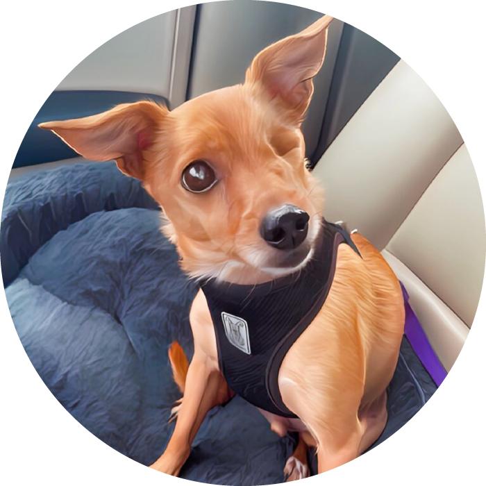 Lucky Pups Club Portage La Prairie Manitoba Pet Care Services Dog Boarding 