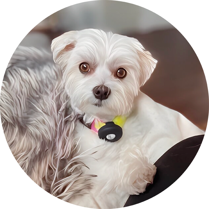 Lucky Pups Club Portage La Prairie Manitoba Pet Care Services Dog Boarding 