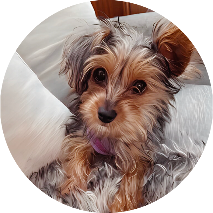 Lucky Pups Club Portage La Prairie Manitoba Pet Care Services Dog Boarding 