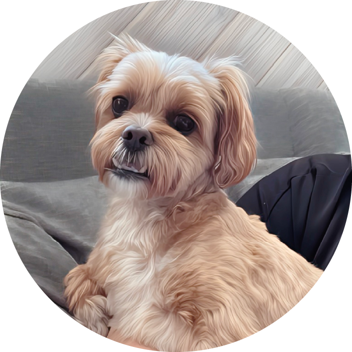 <strong>Pongo </strong>#101
