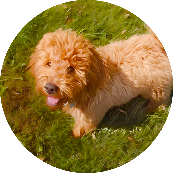 <strong>Ziggy</strong> #83